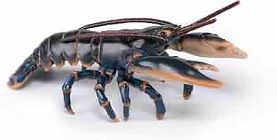 アニメ フィギュア キャラクターとロブスター Amazon.co.jp: Lobster Figurine : PCソフト